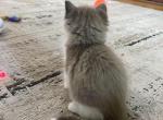 Sandra - Ragdoll Kitten For Sale - San Diego&comma; CA&comma; US