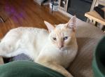 Flame point male - Siamese Cat For Sale/Service - Youngstown&comma; OH&comma; US