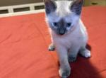 Blue Tortie Siamese - Siamese Kitten For Sale - Youngstown&comma; OH&comma; US
