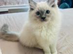 Ragdoll kitten - Ragdoll Kitten For Sale - Scott Township&comma; PA&comma; US