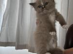Samantha - Ragdoll Cat For Sale - San Diego&comma; CA&comma; US