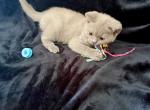 Moneky - Scottish Straight Kitten For Sale - Providence&comma; RI&comma; US