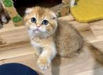 Penny - Scottish Fold Kitten For Sale - Providence&comma; RI&comma; US