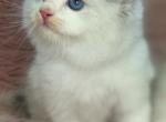 Female Ragdolls - Ragdoll Kitten For Sale - Barberton&comma; OH&comma; US