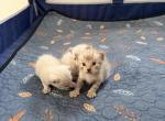 Snow Cubs - Bengal Kitten For Sale - Huntington Beach&comma; CA&comma; US