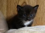 Dolly - Domestic Kitten For Sale - 