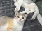 Scottish fold and straight kittens available - Scottish Fold Kitten For Sale - Brooklyn&comma; NY&comma; US