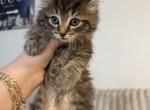 Beautiful - Maine Coon Kitten For Sale - West Springfield&comma; MA&comma; US