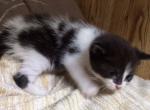 Grace - Domestic Kitten For Sale - 