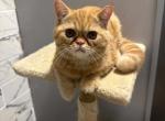 Red Tabby - Exotic Kitten For Sale - Brooklyn&comma; NY&comma; US
