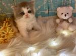 Blueberry & Cream - Persian Kitten For Sale - Sylacauga&comma; AL&comma; US
