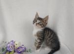 maine coon mix - Maine Coon Kitten For Sale - Avon&comma; PA&comma; US