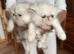 Bao litter - Persian Kitten For Sale - Chicago&comma; IL&comma; US