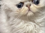 Silver Romeo - Persian Kitten For Sale - 