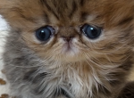 Bao Bao litter - Persian Kitten For Sale - Chicago&comma; IL&comma; US