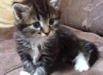 Queen - American Longhair Kitten For Sale - 
