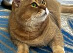 Candy - British Shorthair Cat For Sale - FL&comma; US
