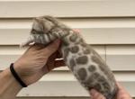 Male 1 - Bengal Kitten For Sale - Jersey City&comma; NJ&comma; US