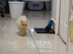 Honey - Scottish Straight Kitten For Sale - 