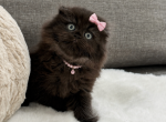 Coco Chanel Scottish Fold female - Scottish Fold Kitten For Sale - Celebration&comma; FL&comma; US