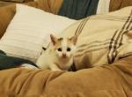 Butterscotch - American Shorthair Kitten For Sale - Bethel&comma; PA&comma; US