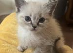 Ragamese - Siamese Kitten For Sale - Gardnerville&comma; NV&comma; US