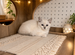 Semi - Scottish Straight Kitten For Sale - Wellesley&comma; MA&comma; US