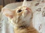 Surprise - Norwegian Forest Kitten For Sale