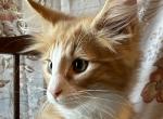 Cheeto - Norwegian Forest Kitten For Sale