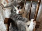 Blue Bayou - Norwegian Forest Kitten For Sale - 
