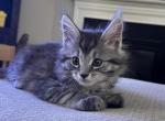 Tabby Polydactyl Male - Maine Coon Kitten For Sale - 