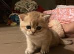 Cashmere - Scottish Straight Kitten For Sale/Service - W Springfield&comma; MA&comma; US