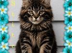 The Lilo and Stitch Litter - Maine Coon Kitten For Sale - Kent&comma; WA&comma; US