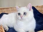 Lamajeur Cattery Chinchilla kitten deep blue eyes - British Shorthair Kitten For Sale - 