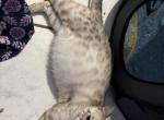 Coconut litter - Bengal Kitten For Sale - Tallahassee&comma; FL&comma; US