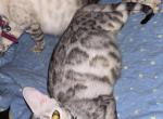 Storm and Chip litter - Bengal Kitten For Sale - Tallahassee&comma; FL&comma; US