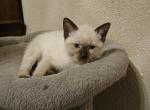 Autumn - Ragdoll Kitten For Sale - Overland Park&comma; KS&comma; US