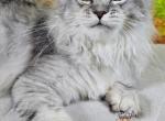 Eclaire - Maine Coon Kitten For Sale - Pensacola&comma; FL&comma; US