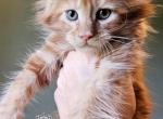 Jagger Jett - Maine Coon Kitten For Sale - Pensacola&comma; FL&comma; US