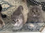 Persian Scottish munchkins - Minuet Kitten For Sale - El Cajon&comma; CA&comma; US