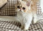 Cream Persian male kitten - Persian Kitten For Sale - MA&comma; US