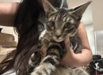 Charlie - American Shorthair Kitten For Adoption - Dallas&comma; TX&comma; US