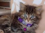 Beautiful kitten - American Longhair Kitten For Sale - Dearborn Heights&comma; MI&comma; US