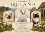 Capri Lilac Collection - Ragdoll Kitten For Sale - Mount Joy&comma; PA&comma; US