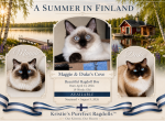 COVE Seal Point - Ragdoll Kitten For Sale - Mount Joy&comma; PA&comma; US