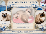 Sugar - Ragdoll Kitten For Sale - Mount Joy&comma; PA&comma; US