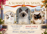 Sailor Seal Mitted Male with a Blaze - Ragdoll Kitten For Sale - Mount Joy&comma; PA&comma; US