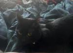 Morpheus - Domestic Kitten For Adoption - Green Valley&comma; AZ&comma; US