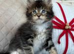 Maine Coon Kittens For Sale - Maine Coon Kitten For Sale - 