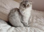 Blue spotted Scottish Fold longhair - Scottish Fold Kitten For Sale - City Of Spokane Valley&comma; WA&comma; US